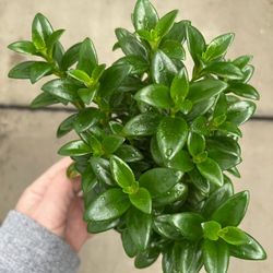 Tradescantia Global Green Plant/ House Plant/ Indoor Plant Flower Patio Garden 