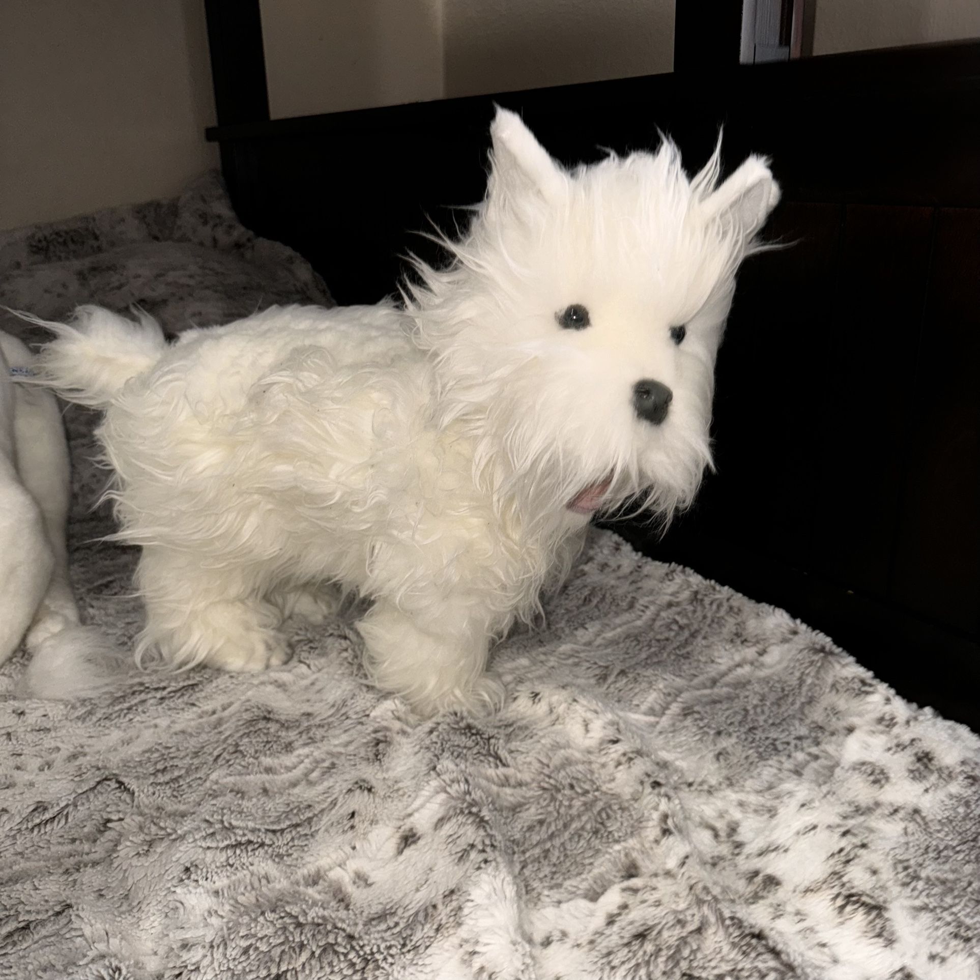 Westie Terrier Puppies Festa Farms Westies 7+ Hundred Love Of
