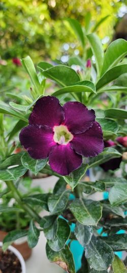 Desert Rose, Adenium Obesum Seed $5 Each. Purple 