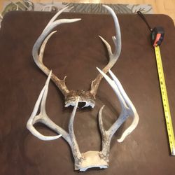 Antlers. See Pics For Size