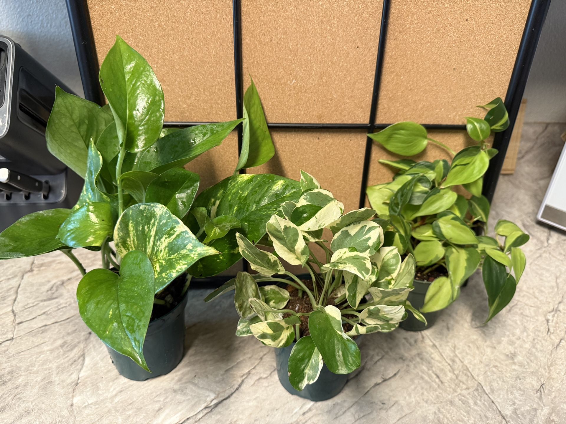 Plant Bundle For Starters