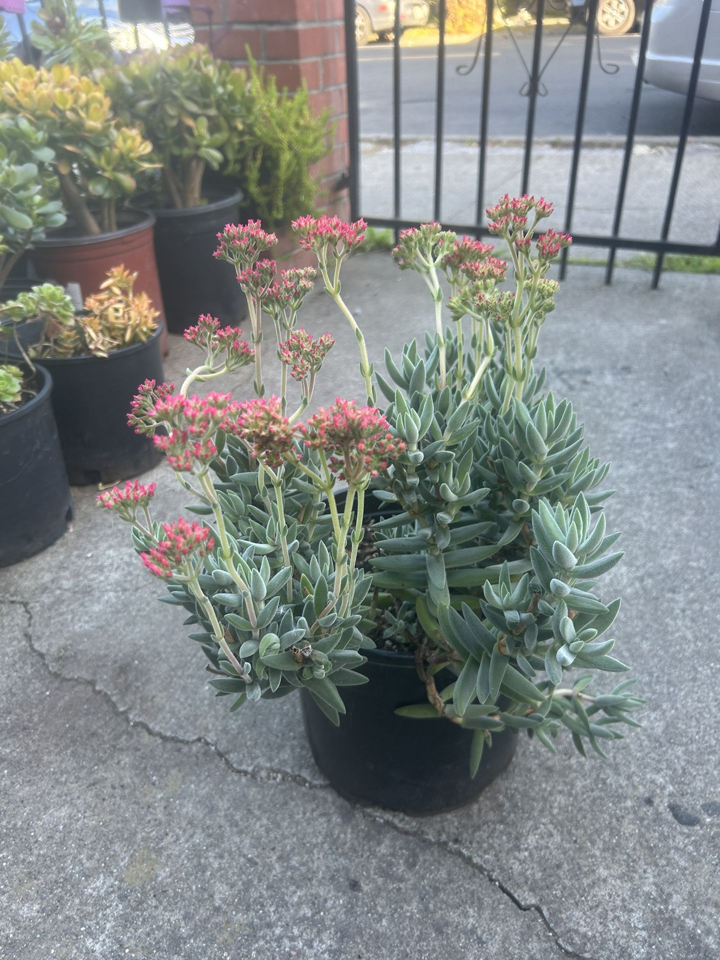 Propeller Plant