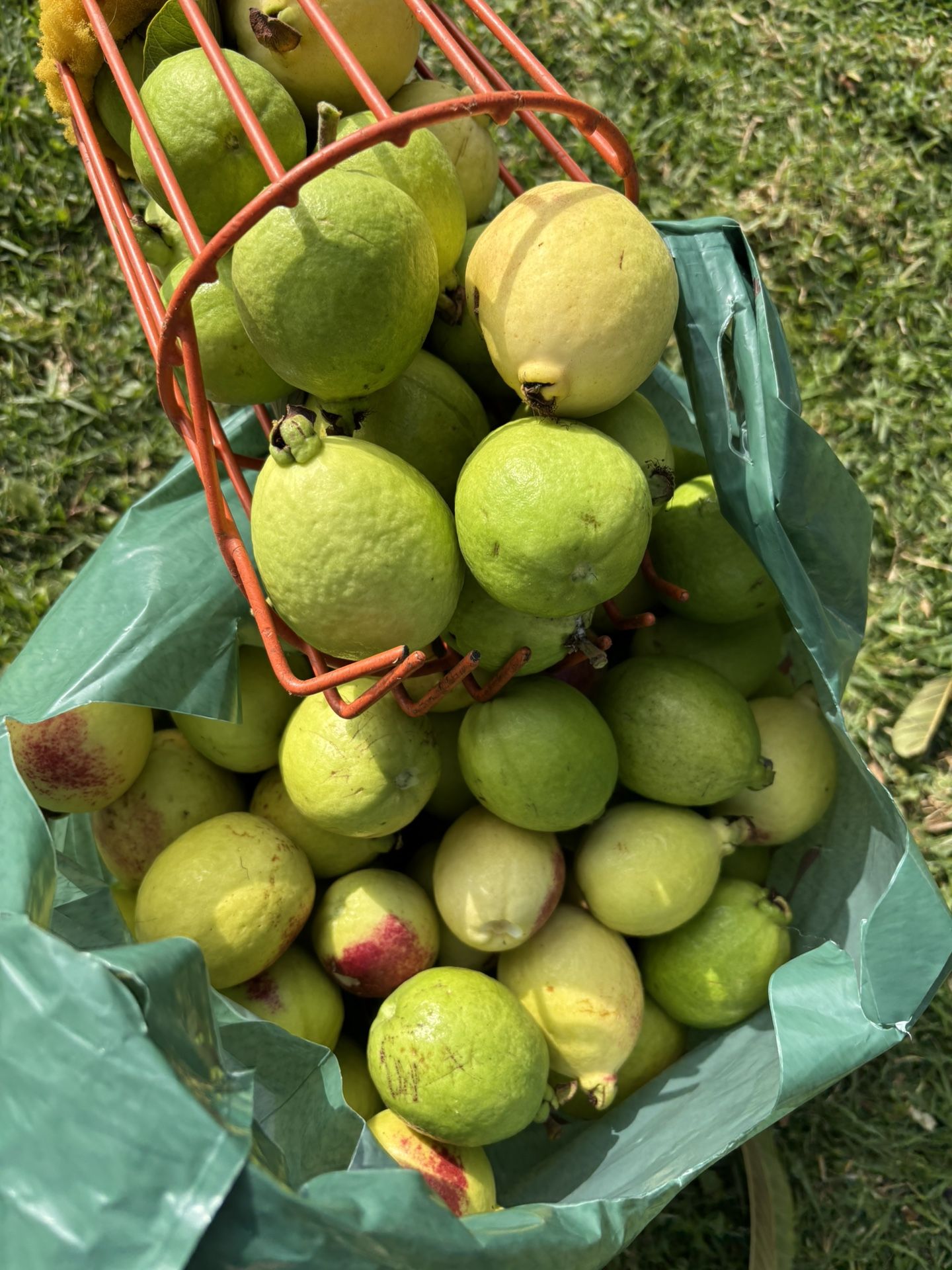 Bolsa De Guayabas Recién Cortadas $40 Dólares