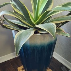 Agave Americana