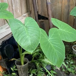 Elephant Ear Plants 
