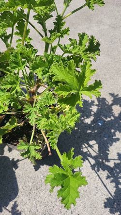 Cintronella. Mosquito plant planta