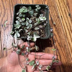 2 plants (String Of Hearts And Aglaonema Pictum Stub)