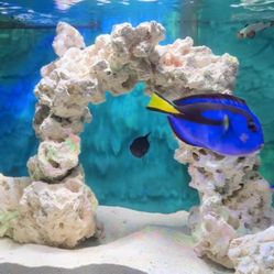 Salt Water Fish Tank Rimless Low Iron 20 Gallon 