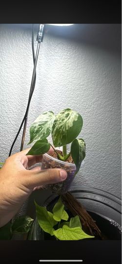 Bulbasaur monstera