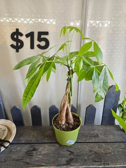 Money tree