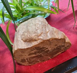 petrified wood