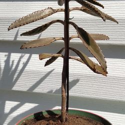 Mother Of A Thousand  Plant 