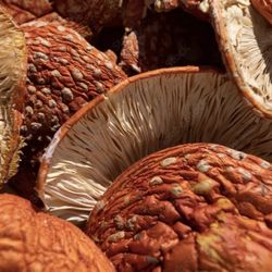 Amanita Muscaria Dried Mushrooms 3 Oz