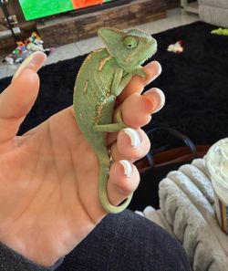 Chameleon