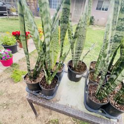 Plantas En Venta 