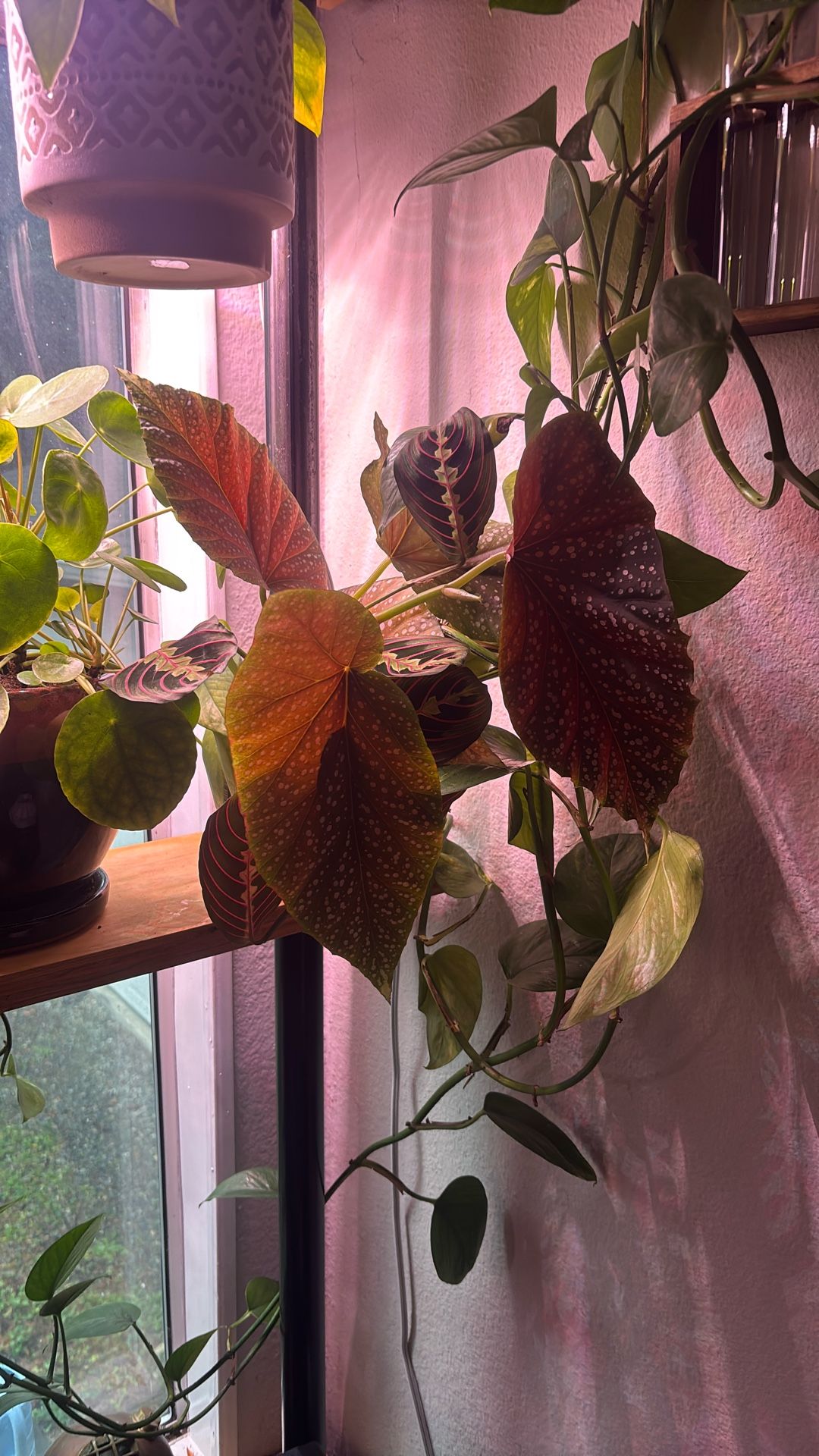Golden Pothos, Begonia And Prayer Plant Cuttings