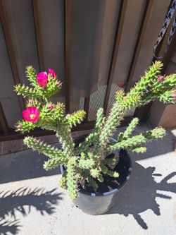 Bonito Cactus 🌵 Floreando