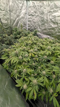 Led grow light full spectrum