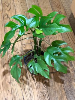 Monstera Rhaphidontora monstera mini
