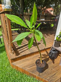 PINK PLUMERIA