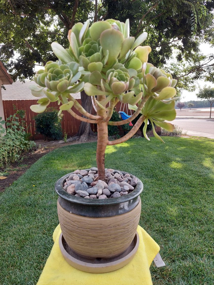 Succulent Tree in a Ceramic Pot.