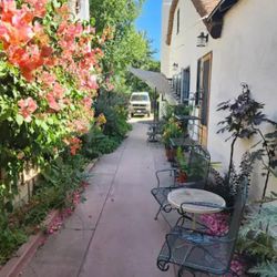 Plants For Trade Or Purchase 