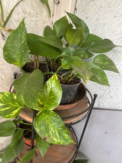 Plantas