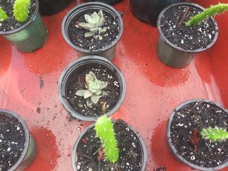Cantus And Succulent Plants