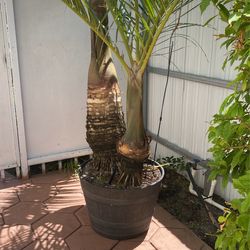 Palm