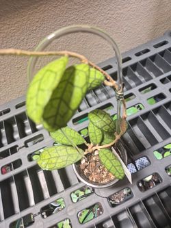 Hoya Finlaysonii