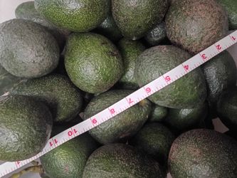 Large Organic avocados