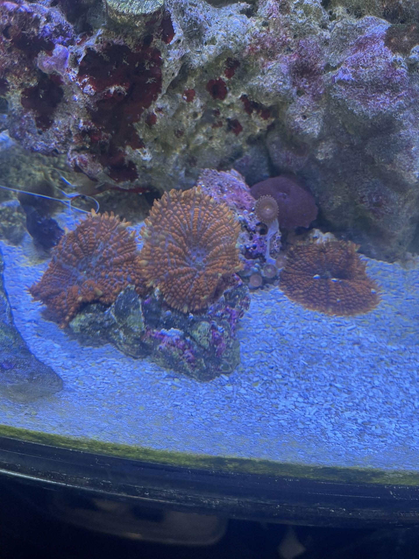 Saltwater Corals for Sale in Bakersfield, CA OfferUp