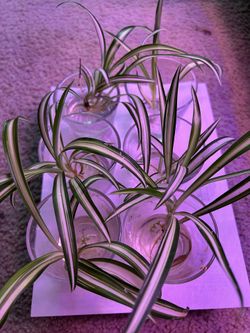 Spider Plants Spiderettes