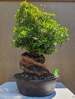 Old Australian Brush Cherry  Bonsai Tree  ( Eugenia myrtifolia Bonsai Tree