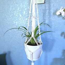 Young Spider Plant In White Plastic Pot With A Handmade Macrame Hanger