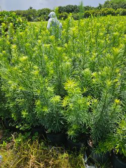 podocarpus Instant privacy Hedge for fence green full  minimum +qty