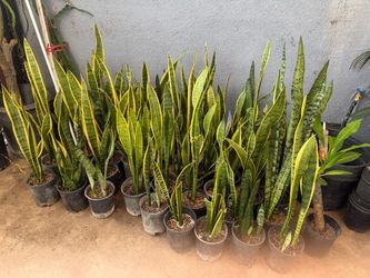Snake plant