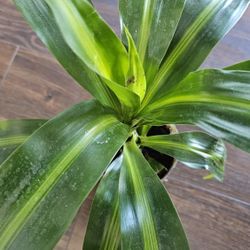 Dracaena 1ft  live plant, rooted, Beautiful Striped Leaves