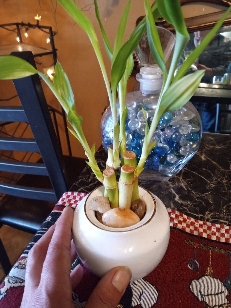 4 Bamboo Plants In One Pot And Crystal Clear Vace