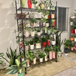 Indoor Plants Sale 15% OFF
