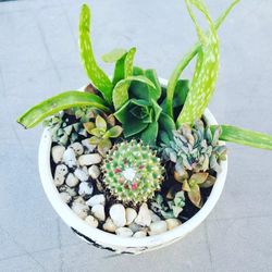 Succulents