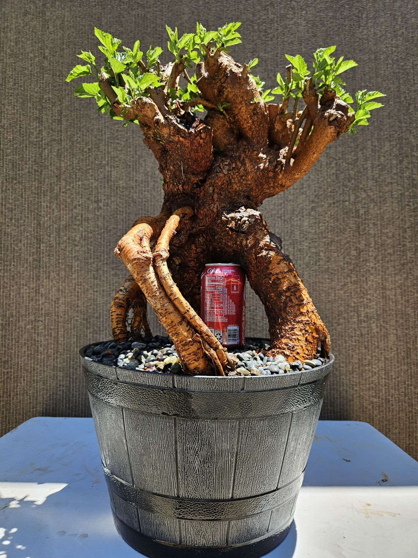 Old Mulberry Morus alba ( White Mulberry  ) Bonsai Tree