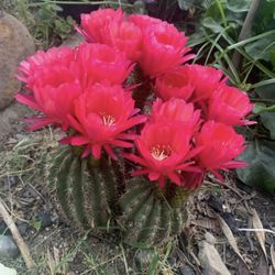 Cactus