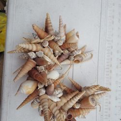 Seashells Many On String