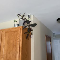 Plants 
