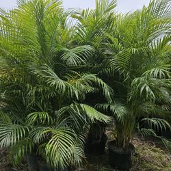 Arecas Over 8 Feet Tall Instant Privacy Hedge For Fence