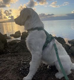 Wild One Harnesses & Leash 