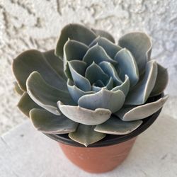 4 Inch Pot Succulent Plant - Ghost Echeveria -  Echeveria Lilacina Kimnach & Moran - Established Plant- Drought Resistant - 🪴