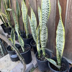 Snake plants