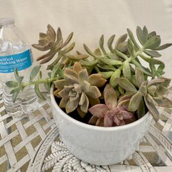 Flower Pots With Plants